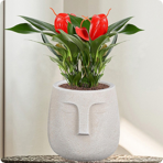   () Idealist Face Planter  (TF-BEG-19)